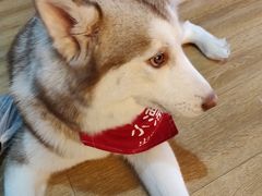 -Husky Go! 哈士奇体验馆·宠物咖啡厅狗咖