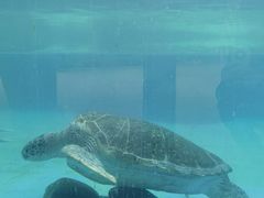 -珠海长隆海洋王国