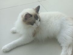 -怪兽屋·羊驼·猫咖·狗咖(俊华广场店)