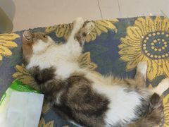 -平行世界·猫咖(首经贸店)