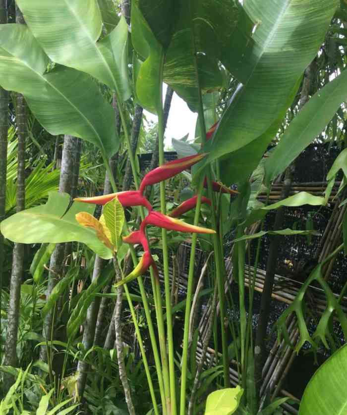 普吉岛植物园-"[调皮]泰国游的小伙伴必去的目的地之一就.