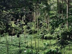 -番禺大夫山森林公园