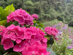 -鼓岭旅游度假区