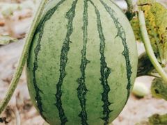 -庞各庄翠芳园西瓜蔬菜基地采摘园