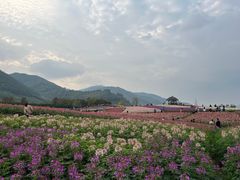 -径山花海