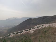 -樱花山风景区
