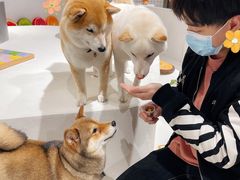 -柴务处·柴犬主题狗咖
