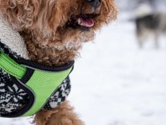-太子岭滑雪场