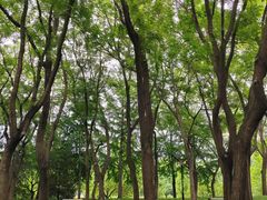 -玲珑塔公园