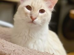 -Cappucimeow猫咪咖啡馆(韦伯时代店)