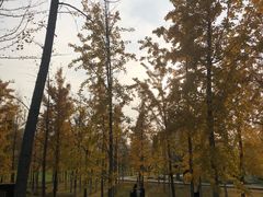 -汉长安城未央宫国家考古遗址公园