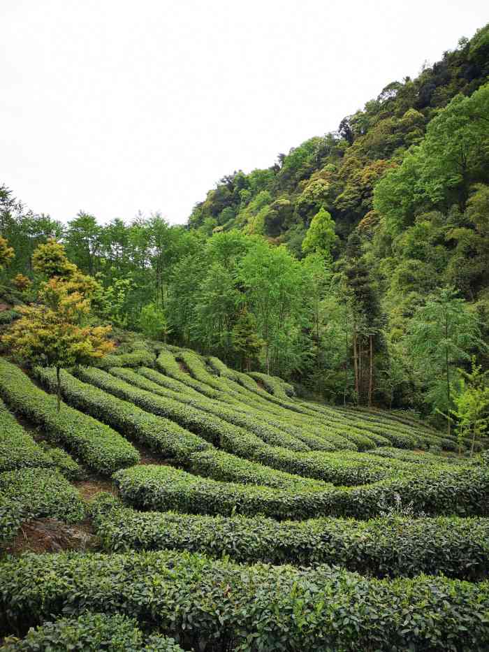 山寒料峭,花楸以冬,尽是霜雪.
