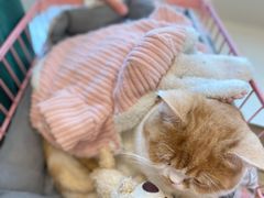 -Let's go狗咖·猫咖·奶狗·桌游(春熙路IFS店)