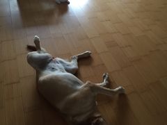 -瑞派宠物医院·24h·骨外科·皮肤科·全科宠物医疗转诊中心(沈阳浑南院)