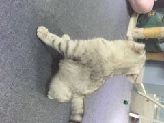 iphone_upload_pic-喵的天空名猫咖啡馆·撸猫·猫舍·用品
