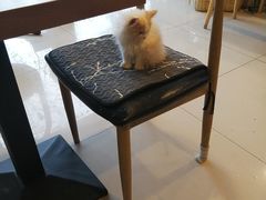 -平行世界·猫咖(首经贸店)