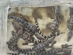 -中环花鸟鱼虫市场