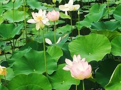 -莲花池公园
