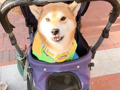 -京津佛罗伦萨小镇