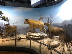 -陕西自然博物馆