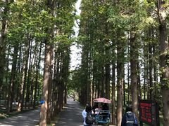 -日照海滨国家森林公园
