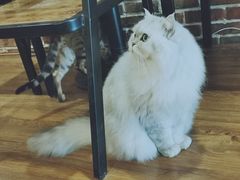 -猫友咖啡店(玉林西路店)