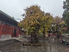 -北京国子监胡同