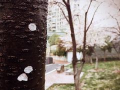 -西北湖绿化广场