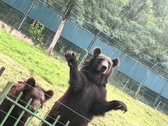 -秦皇岛野生动物园