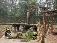 -都江堰中华大熊猫苑