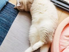 -瑞派康怡24h宠物医院·犬猫医疗中心·微创绝育(瑞景分院)