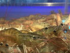 -V-ONE西雅图海鲜自助餐厅(仓山万达广场店)