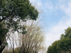-贡湖湾湿地公园