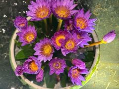 -桂花楼淮扬中餐厅(浦东香格里拉店)