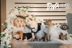 -DNA Wedding 婚礼记(上海店)