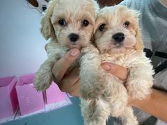 -翊宠yipet猫狗购宠庄园犬舍•猫舍