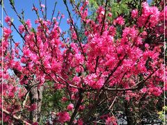 -南汇桃花村