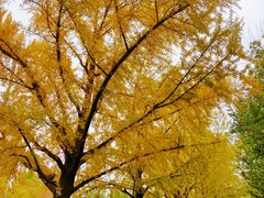 -三里屯东五街银杏大道