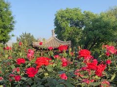 -三里河公园