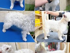 -喜洋洋宠物医院(震川路总店)