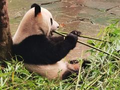 -中国大熊猫保护研究中心雅安碧峰峡基地