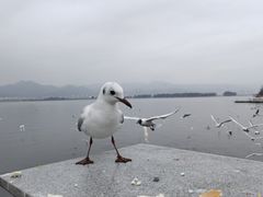 -海埂大坝