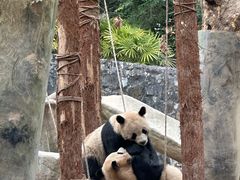 -都江堰中华大熊猫苑