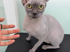 -爱洗澡的猫(望京店)