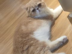 -滚猫咖啡·猫咖·猫友好撸猫(未来城店)