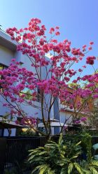 点击看大图 -宝生月子中心(独栋园林·福田店)