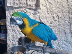 -吉丁鸟咖·异宠·寄养