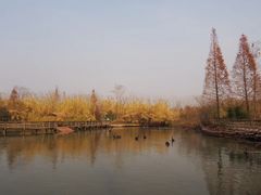 -溱湖国家湿地公园