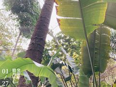 -深圳仙湖植物园