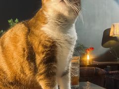 -咖法森林·咖啡  酒吧(天河店)